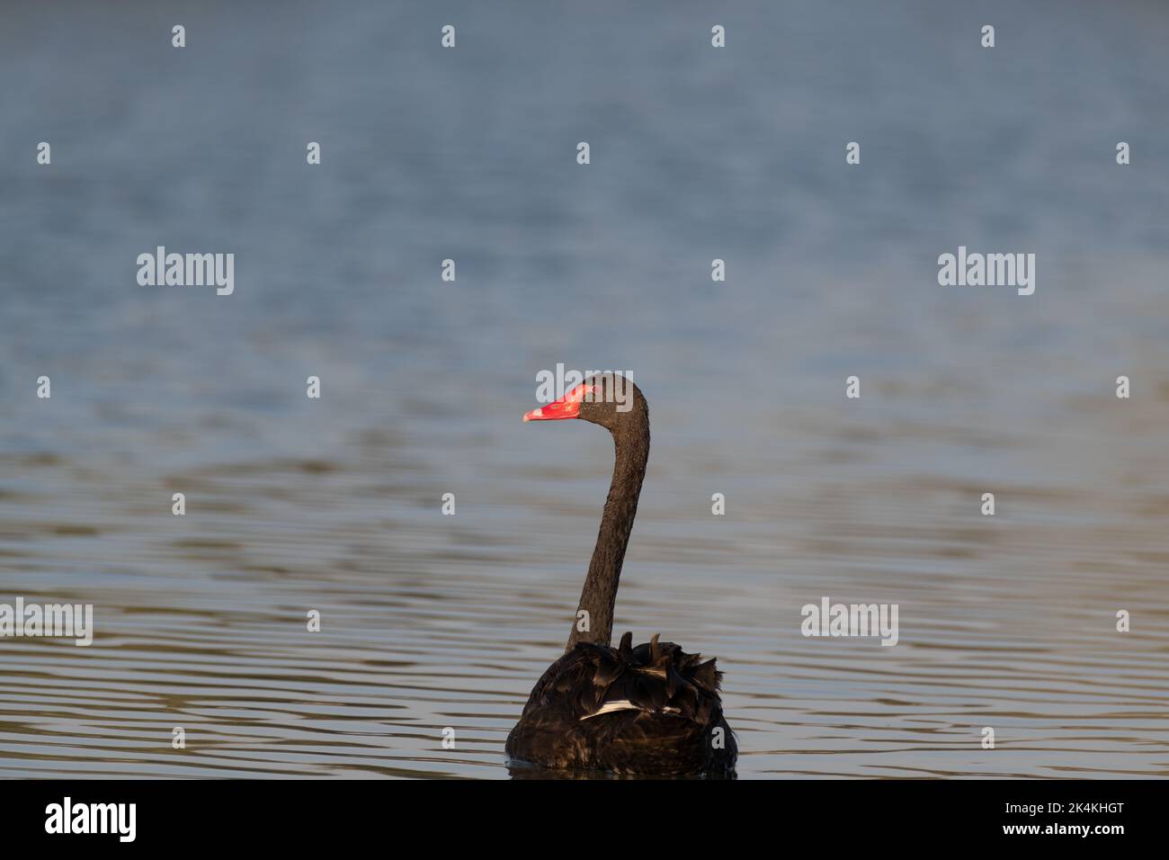 Der eineige Schwarze Schwan (Cygnus atratus) blickt zurück, während er an den Al Qudra Seen in Dubai, Vereinigte Arabische Emirate, schwimmt. Stockfoto