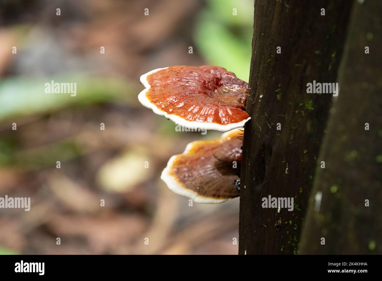 Wildpilze, Ganoderma lucidum, die an der Seite eines Baumstamms in den Wäldern von Goa in Indien wachsen. Stockfoto