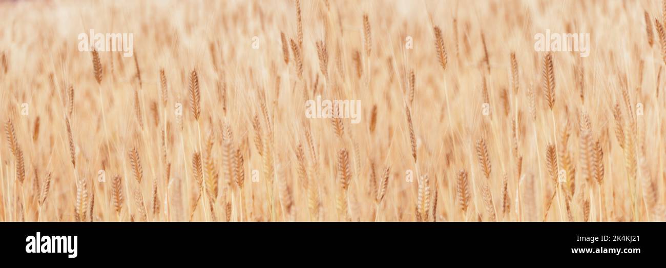 Banner mit defokussieren Fokus des Feldes der goldenen Ähren von Mais. Hunger in der Weizenwelt. Körnung als Hintergrund für Ihr Design mit Platz für Text. Stockfoto