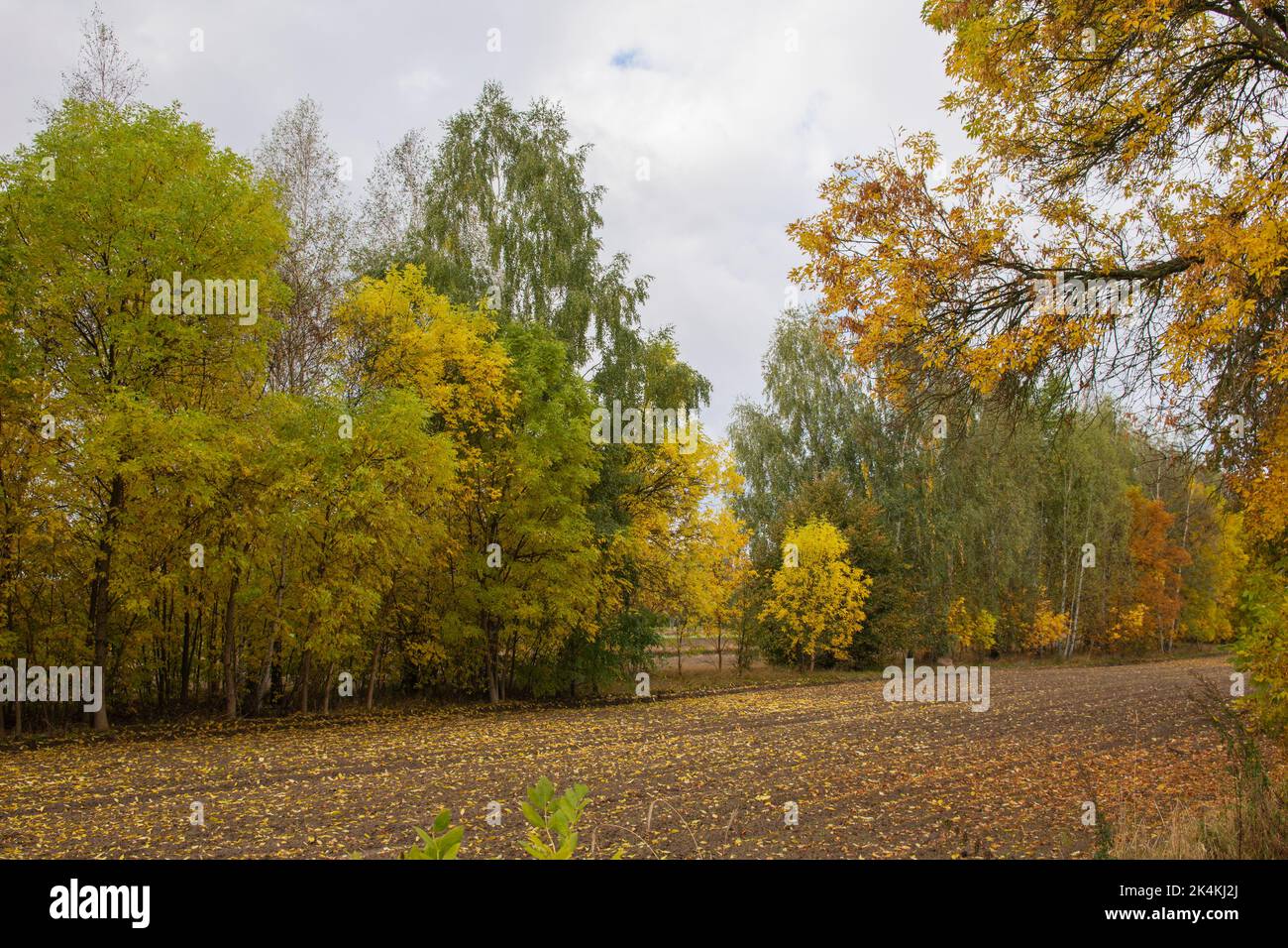 Ein gepflügtes Feld in der Nähe des Waldes, das an einem bewölkten Herbsttag voll gefallener Blätter ist. Stockfoto