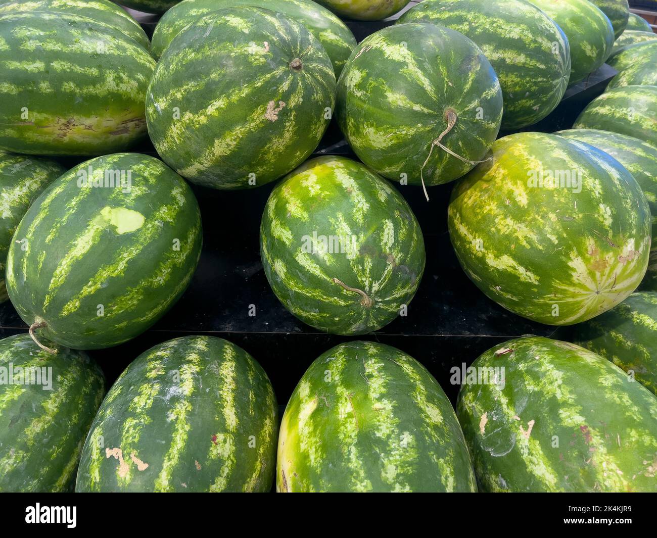 Große reife Wassermelonen zum Verkauf an der Obsttheke in einem Supermarkt. Stockfoto