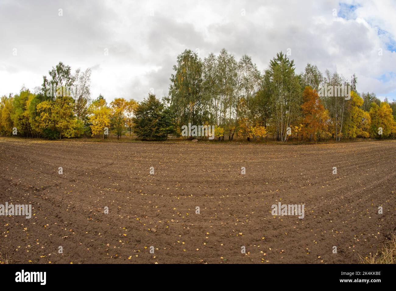 Ein gepflügtes Feld in der Nähe des Waldes, das an einem bewölkten Herbsttag voll gefallener Blätter ist. Stockfoto