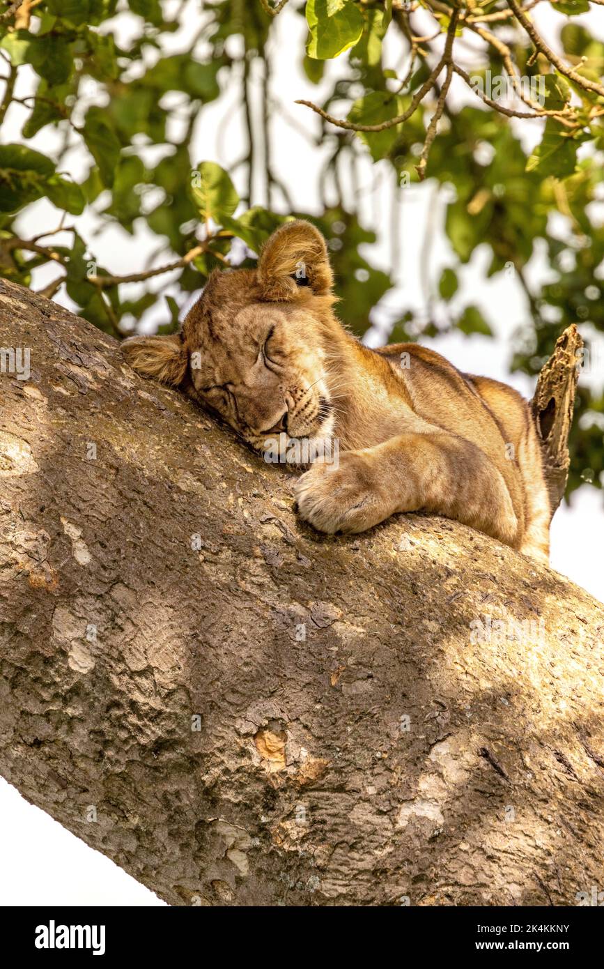 Junger Löwe schläft in einem Baum. Der Ishasha-Sektor im Queen Elizabeth National Park ist berühmt für die baumkletternden Löwen, die klettern, um der Hitze zu entkommen Stockfoto