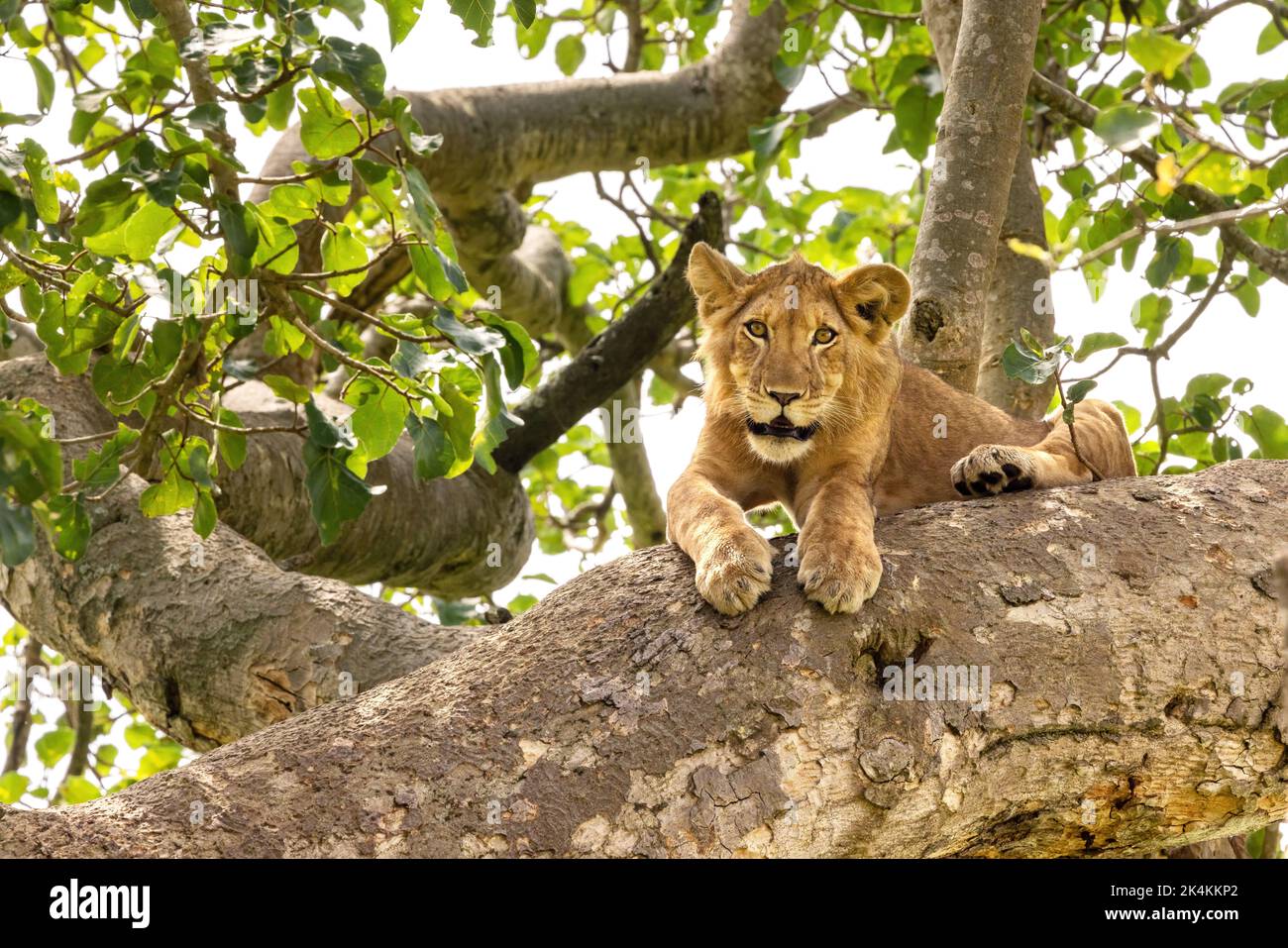 Junglöwe in einem Baum. Der Ishasha-Sektor des Queen Elizabeth National Park ist berühmt für die baumkletternden Löwen, die klettern, um der Hitze zu entkommen Stockfoto