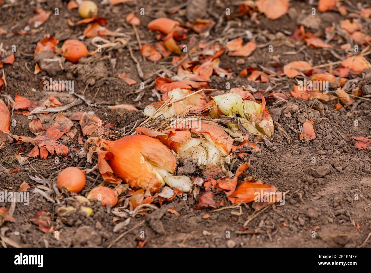 Beschädigte Zwiebeln beim Zwiebelpflücken auf einem Feld nach der Ernte im Herbst Stockfoto