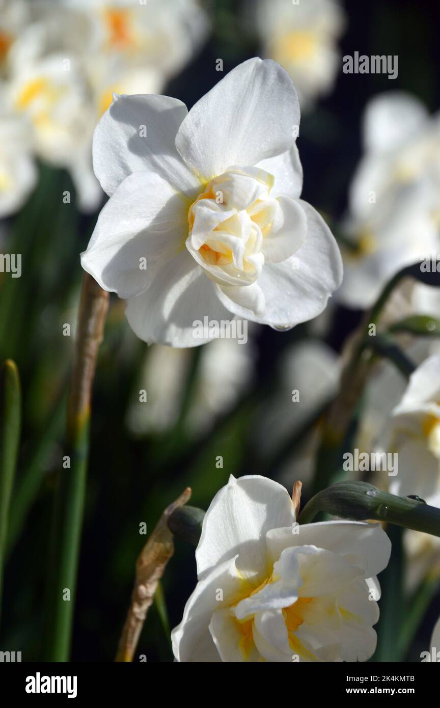 Frilly White Narcissus 'Sir Winston Churchill' (Double Daffodil) Blumen im RHS Garden Harlow Carr, Harrogate, Yorkshire, England, Großbritannien. Stockfoto