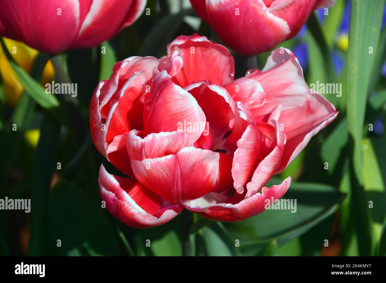 Große rosa/rote Tulipa 'Toplips' Pfingstrose (Double Tulip) mit weißen Rändern, die im RHS Garden Harlow Carr, Harrogate, Yorkshire, England, Großbritannien angebaut werden. Stockfoto