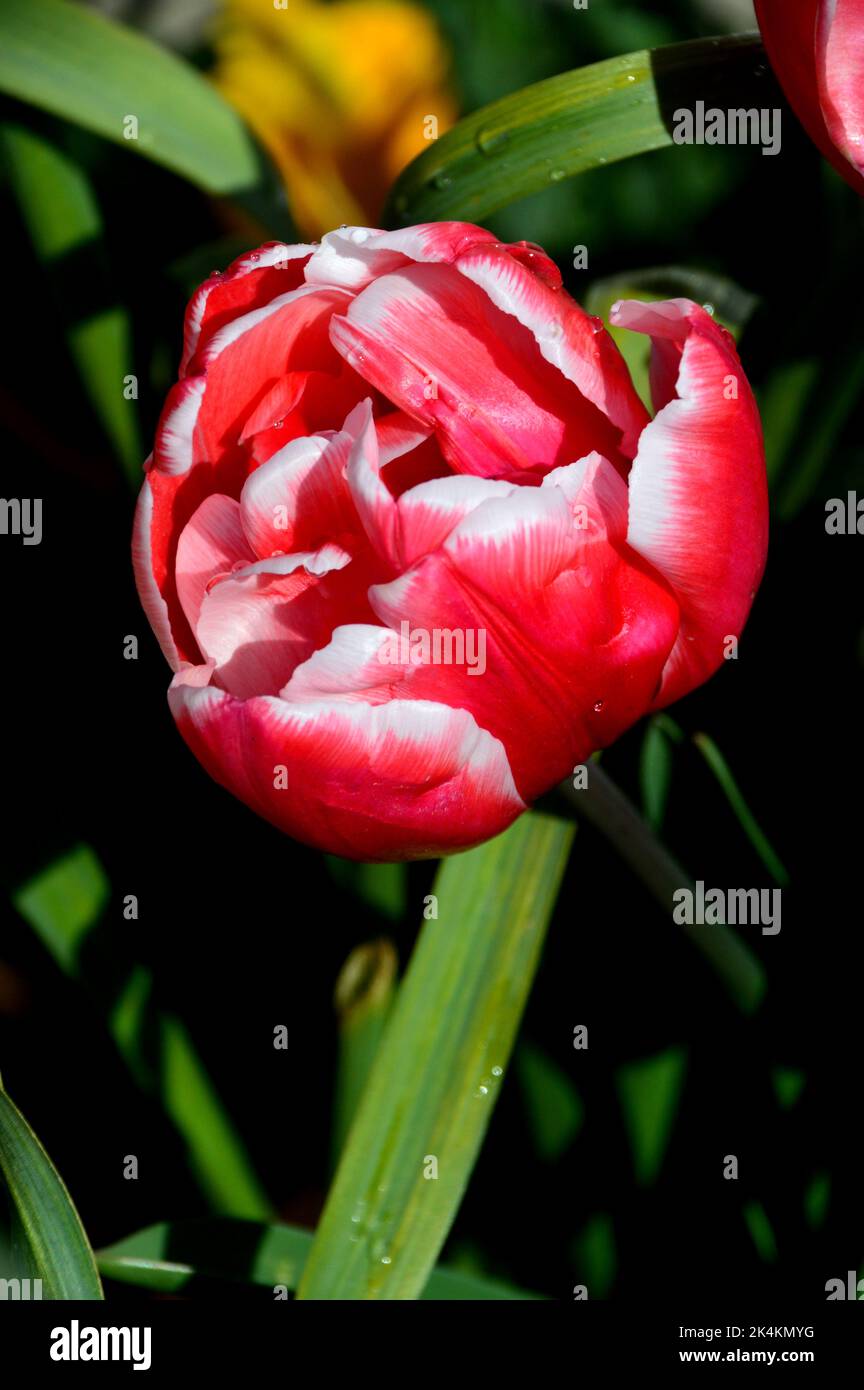 Große rosa/rote Tulipa 'Toplips' Pfingstrose (Double Tulip) mit weißen Rändern, die im RHS Garden Harlow Carr, Harrogate, Yorkshire, England, Großbritannien angebaut werden. Stockfoto