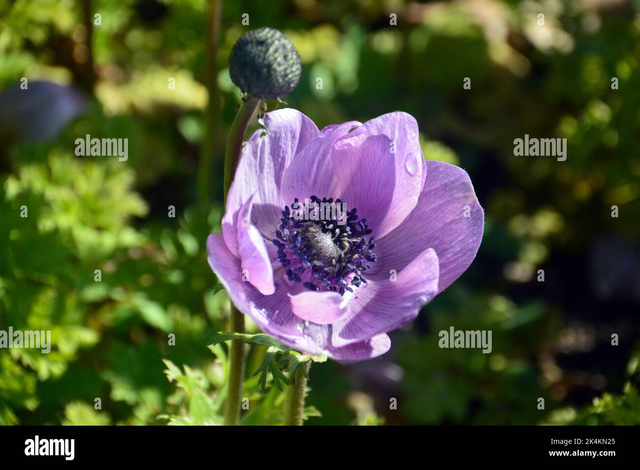 Single Lilic/Mauve Anemone Coronaria aus der „De Caen Group Mix“ (Mohnblume)-Blume, die in Border im RHS Garden Harlow Carr, Harrogate, Yorkshire, England, angebaut wird. Stockfoto