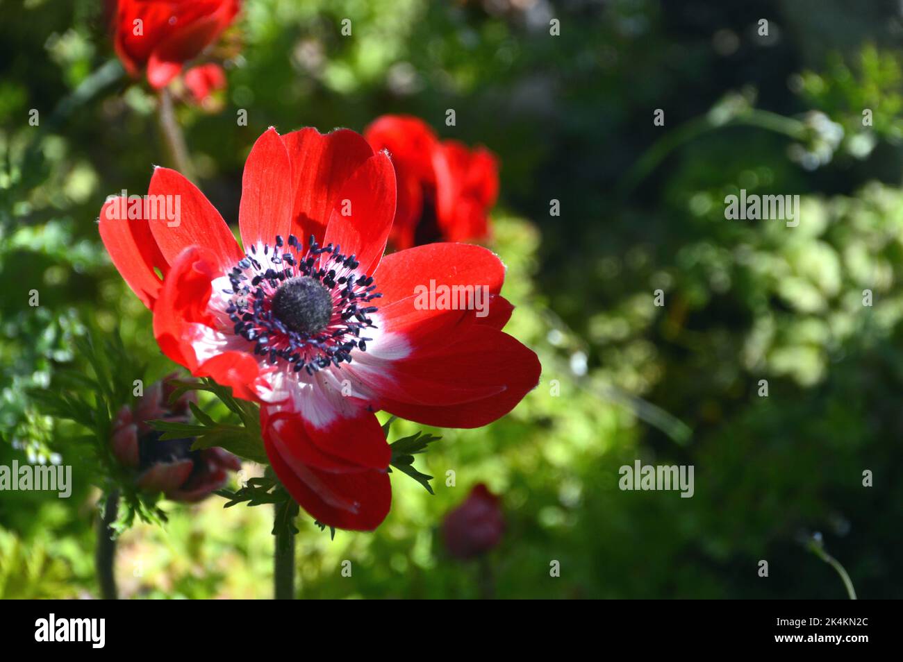 Einzelne rote Anemone-Coronaria aus der „De Caen Group Mix“ (Mohnblume)-Blume, die in der Grenze zu RHS Garden Harlow Carr, Harrogate, Yorkshire, England, Großbritannien, angebaut wird. Stockfoto