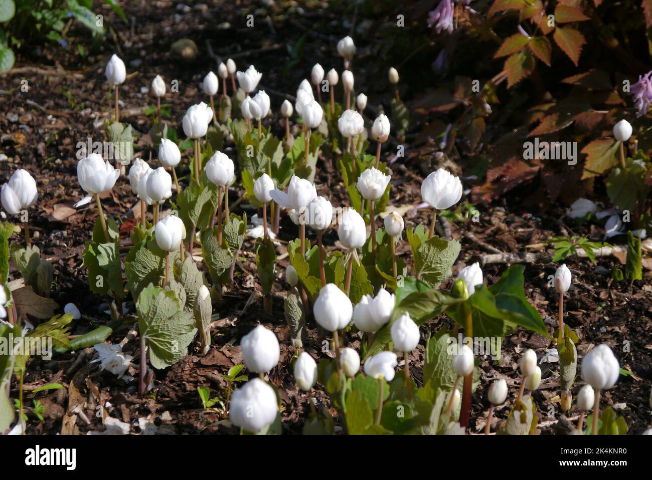 Weiße Sanguinaria Canadensis 'Canadian Bloodroot'-Blumen, die im RHS Garden Harlow Carr, Harrogate, Yorkshire, England, Großbritannien angebaut werden. Stockfoto