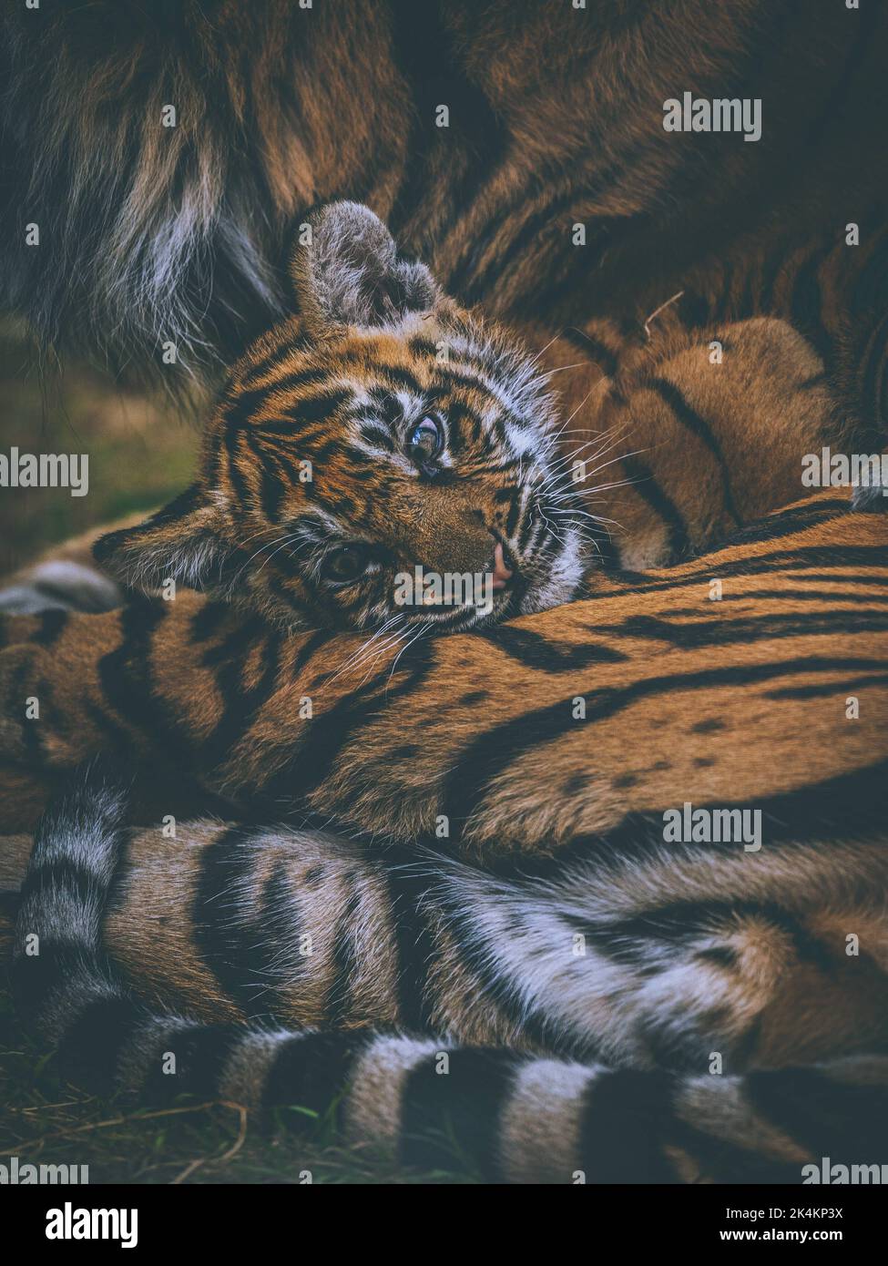 Das junge Junge schmiegt sich in das Fell der Mumie. London Zoo, Großbritannien: DIESE ENTZÜCKENDEN Bilder zeigen vier Monate alte Tiger-Jungen aus dem London Zoo, die spielen und das Gesicht ziehen Stockfoto
