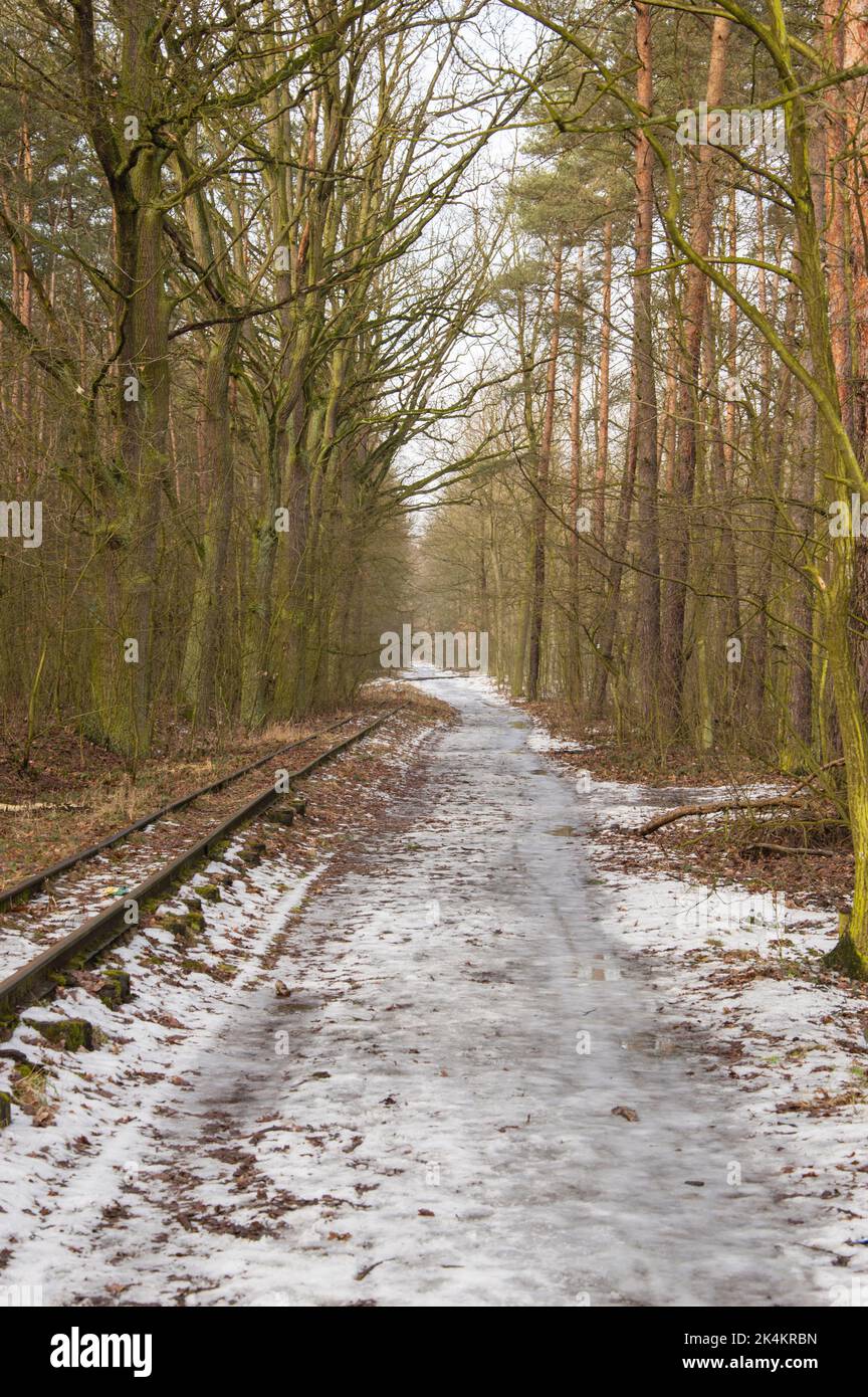 Waldstraße und Schmalspurbahn im Winter, Wald an einem bewölkten Tag. Stockfoto