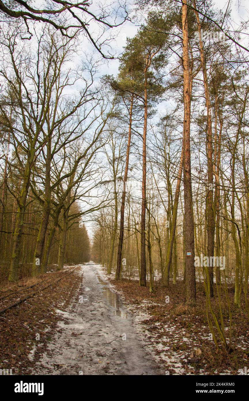 Waldstraße und Schmalspurbahn im Winter, Wald an einem bewölkten Tag. Stockfoto