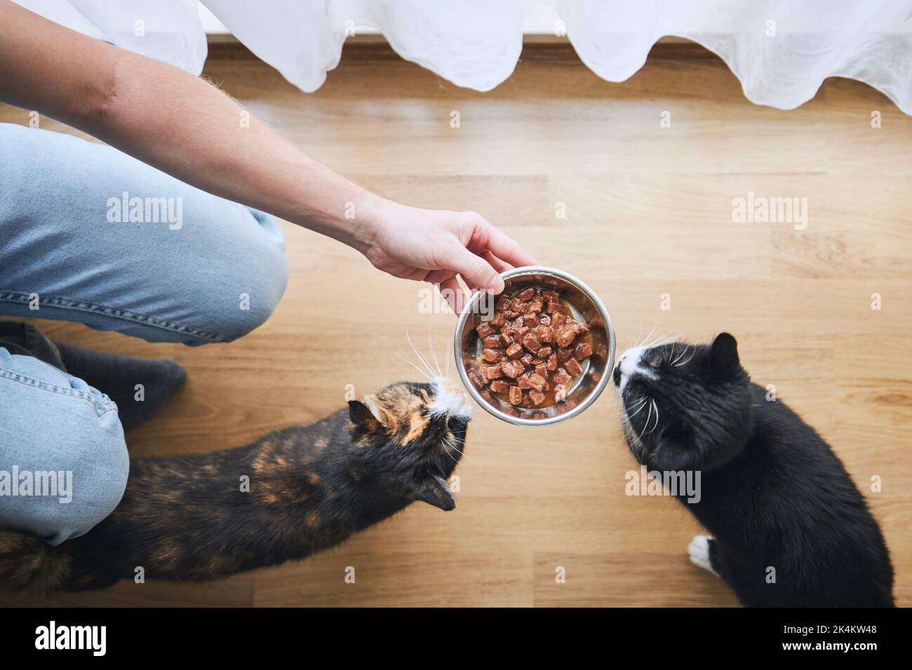 Tierbesitzer hält eine Schüssel mit Fütterung für seine zwei hungrigen Katzen zu Hause Stockfoto