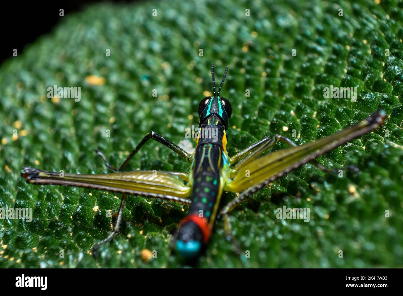 Ein wunderschöner Clown-Grashüpfer in einem Naturschutzgebiet in Medellín Stockfoto