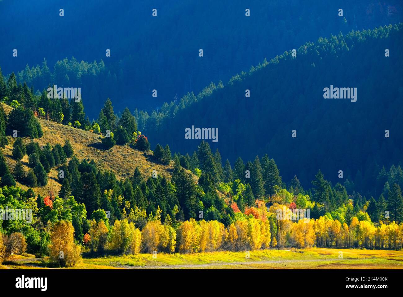 Herbstbäume im Tal mit grünen Pinienwäldern Berge und Morgensonne Stockfoto