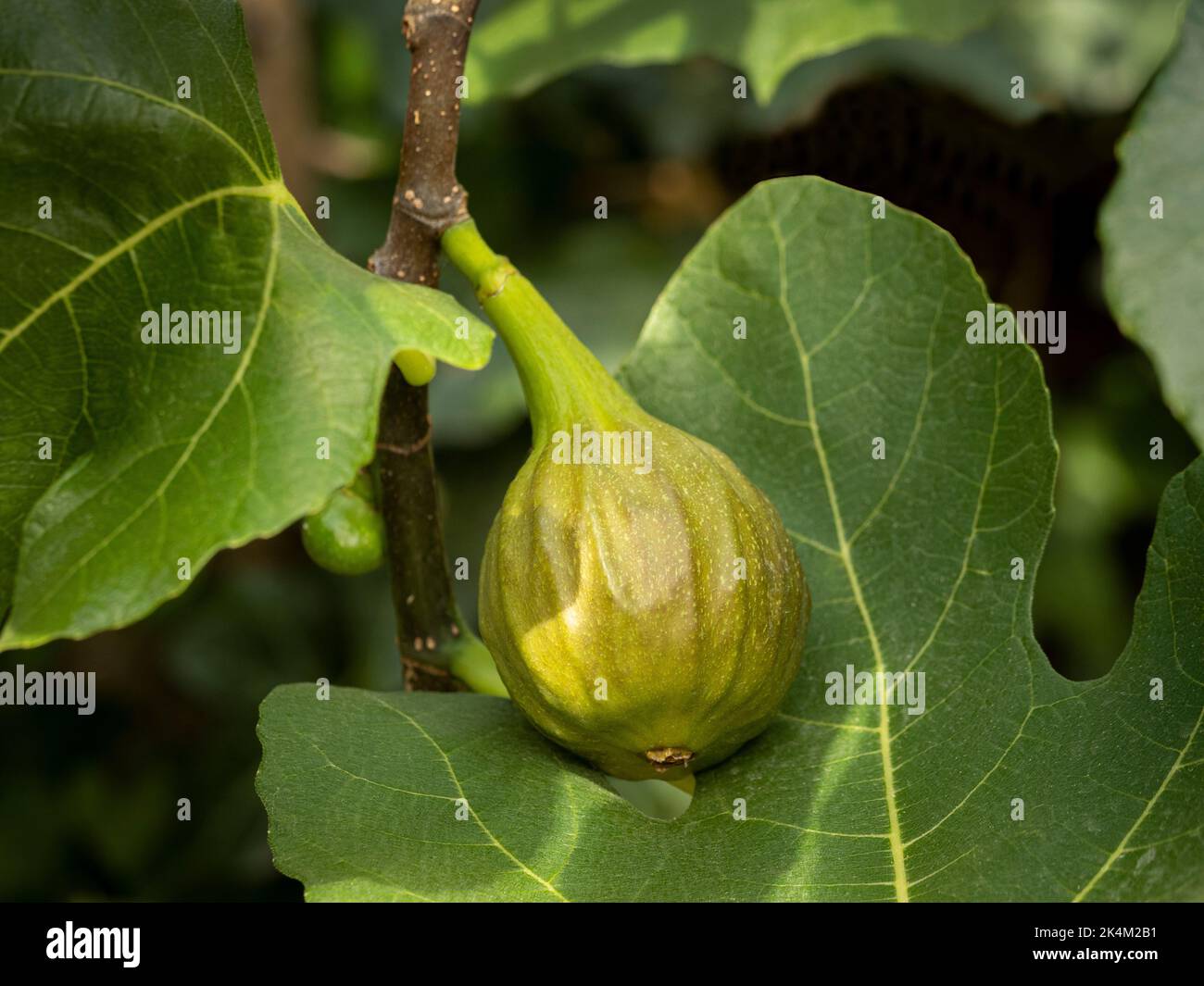 Nahaufnahme einer reifenden Feigenfrucht, die noch am Baum befestigt ist, der in einem britischen Garten wächst. Stockfoto