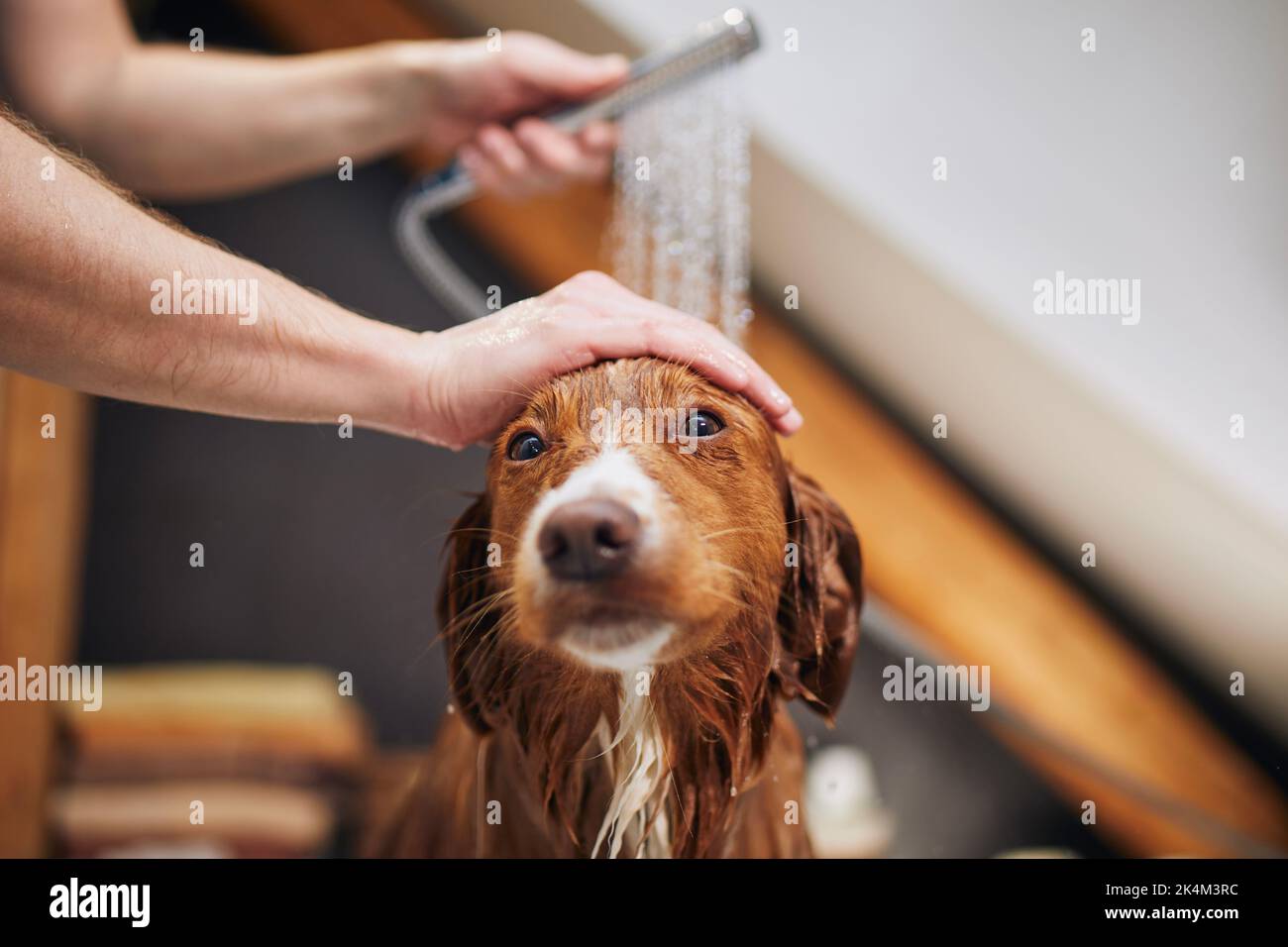 Hund nimmt Bad im heimischen Bad. Duschen von Nova Scotia Duck Tolling Retriever zu Hause Stockfoto