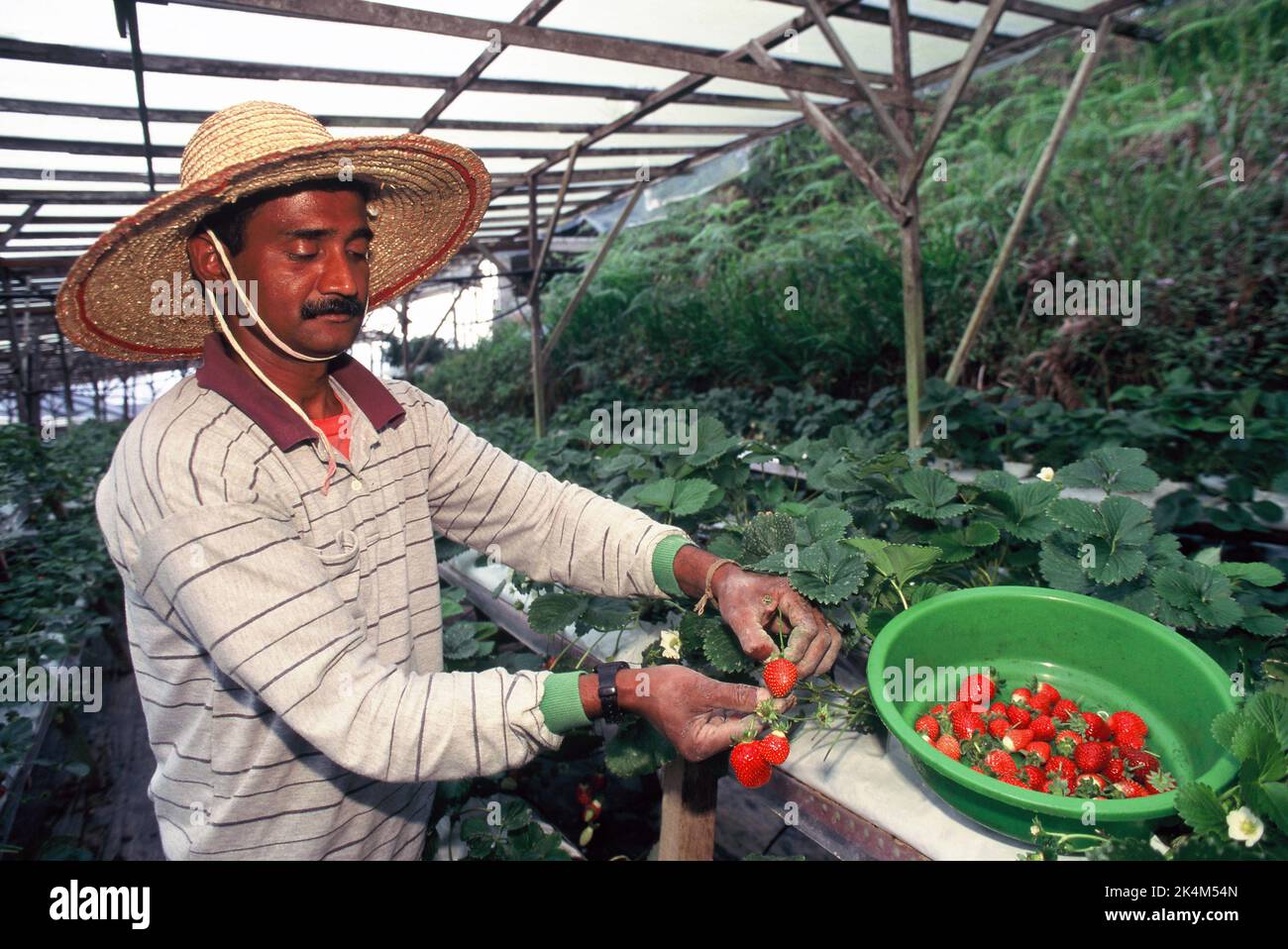 Malaysia. Landwirtschaft. Der Mensch im Gewächshaus pflückt Erdbeeren aus hydropinischem Anbau. Stockfoto