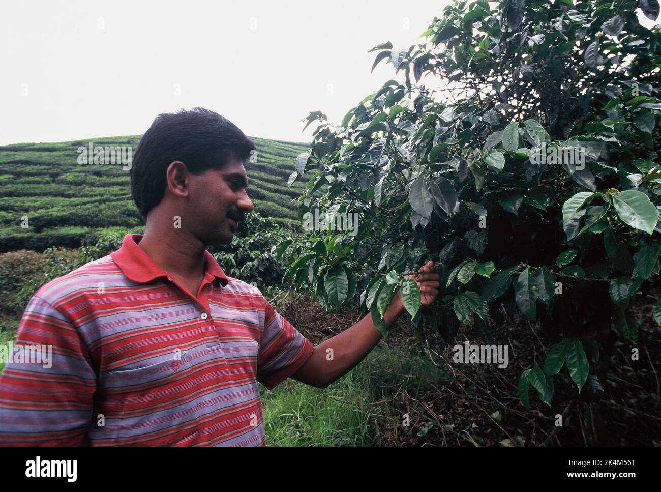 Malaysia. Landwirtschaft. Mann, der Kaffee auf der Plantage kontrolliert. Cameron Highlands. Stockfoto