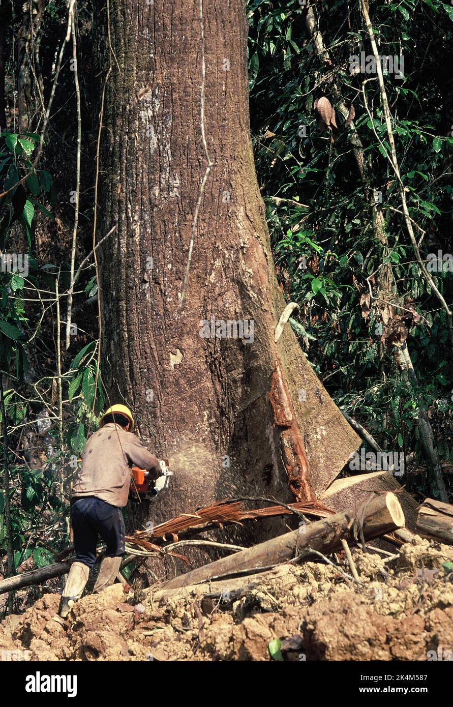 Malaysia. Sabah. Protokollierung. Mann mit Kettensäge, der riesigen Laubbaum fällte. Stockfoto