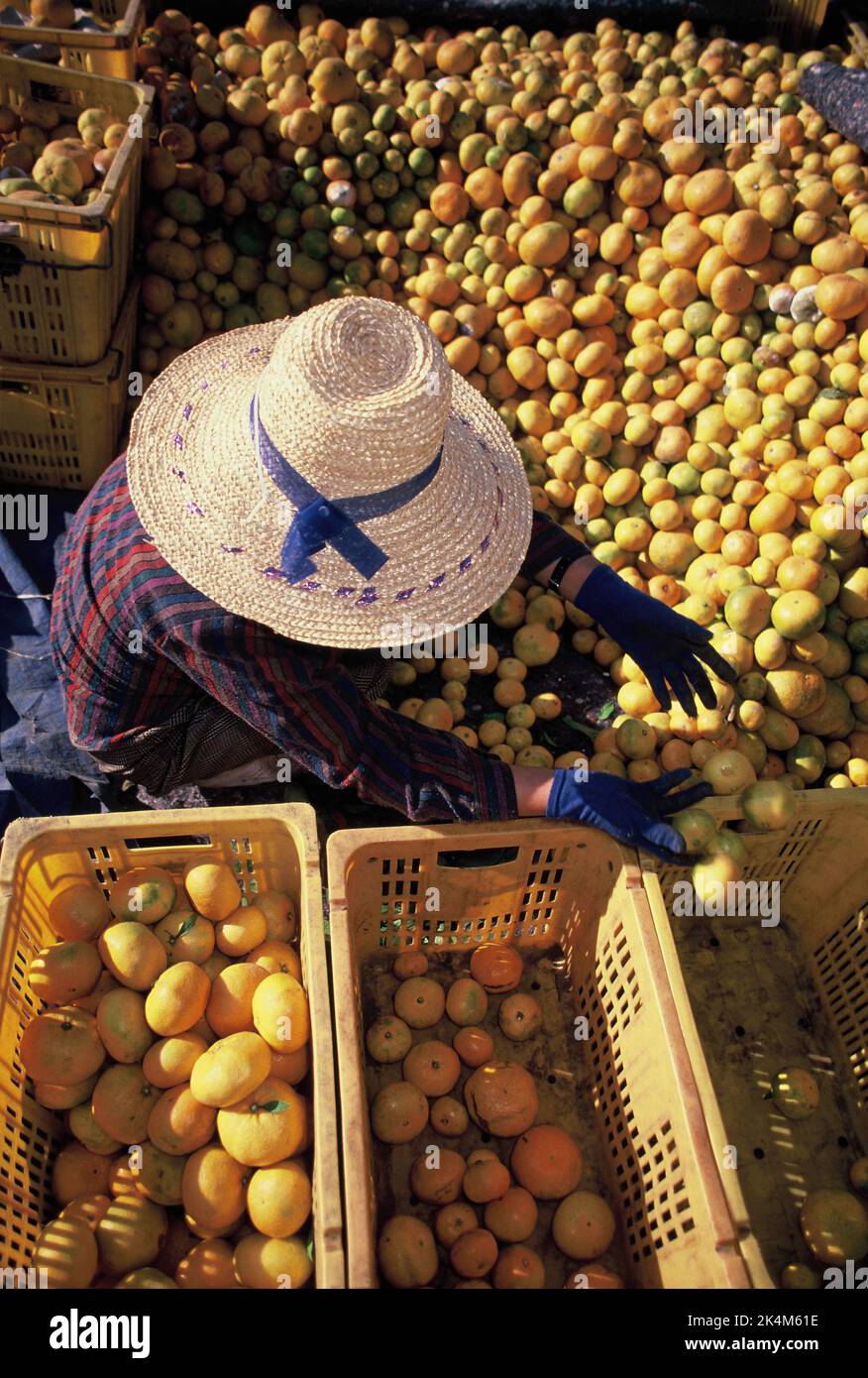 Südkorea. Cheju-do. Landwirtschaft. Hoher Standpunkt der Frau, die frisch gepflückte Mandarinen sortiert. Stockfoto