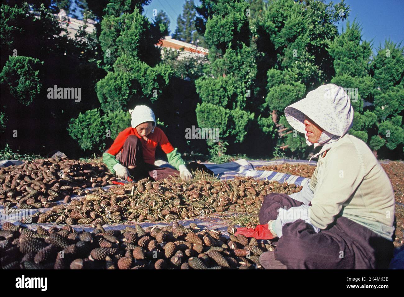 Südkorea. Cheju-do. Waldforschungszentrum. Frauen sortieren Tannenzapfen. Stockfoto