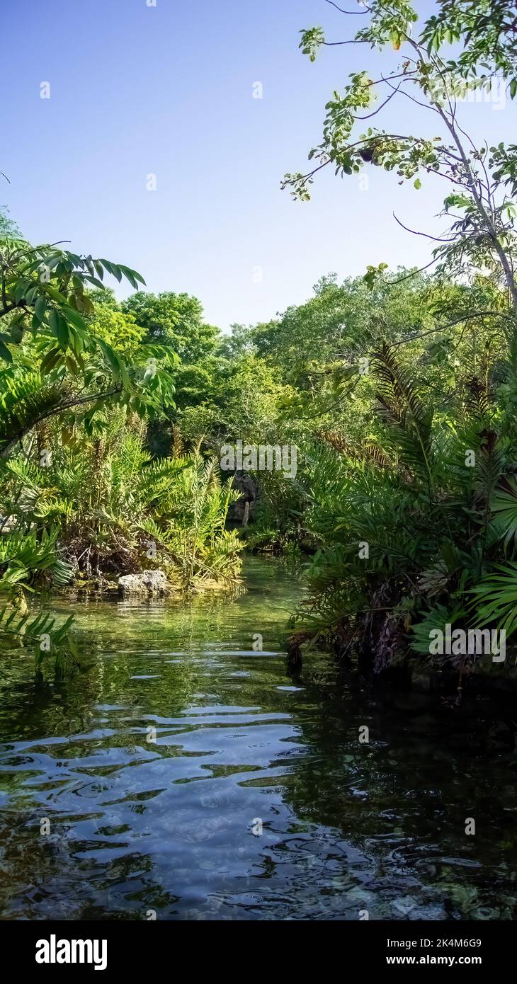 Cenote, Mexiko. Schöne Cenote in Yucatan Peninsula mit transparentem Wasser und hängenden Wurzeln. Chichen Itza, Mittelamerika. Stockfoto