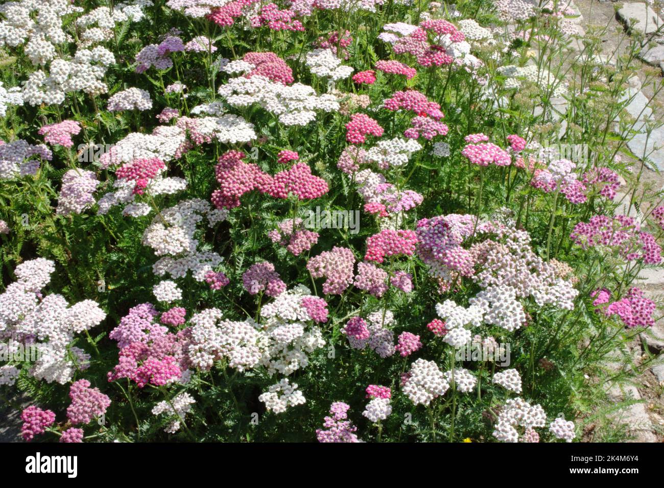 Schafgarbe (Achillea millefolium) blüht in gemischten Farben Stockfoto