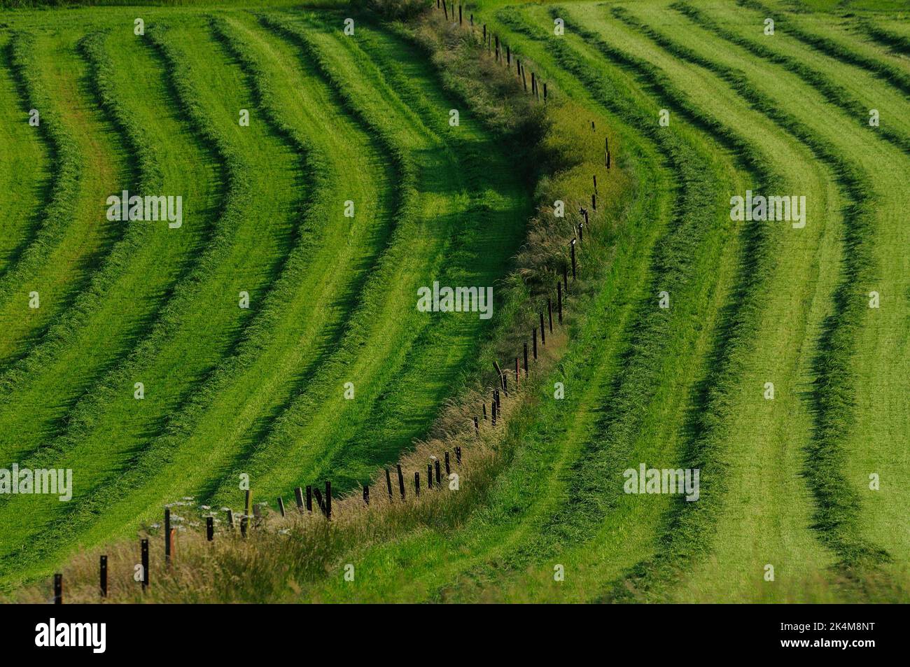 Frische Silage auf Feldern in der Nähe von Maiden Castle, Dorset Stockfoto