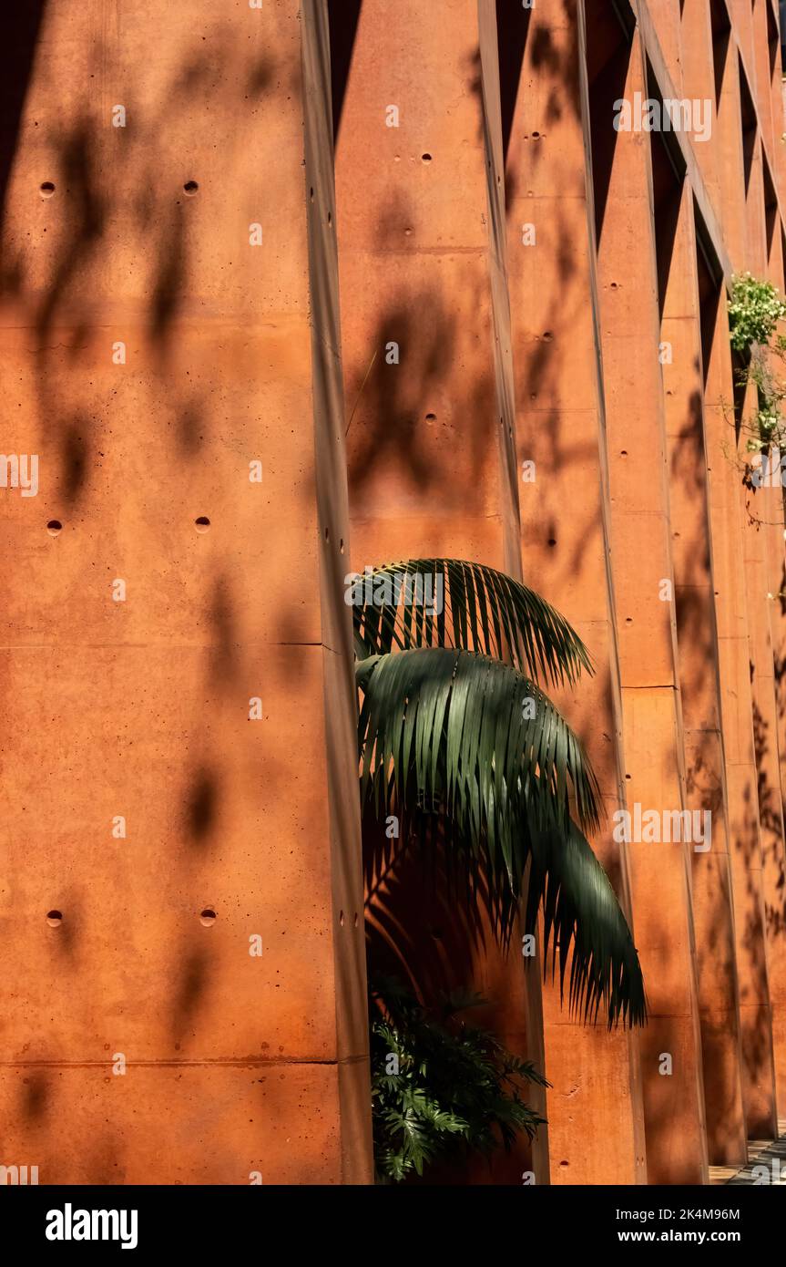 Schatten einer Palme, und Pflanzen auf pigmentierten scheinbaren Betonsäulen, Hintergrund, mexiko Stockfoto