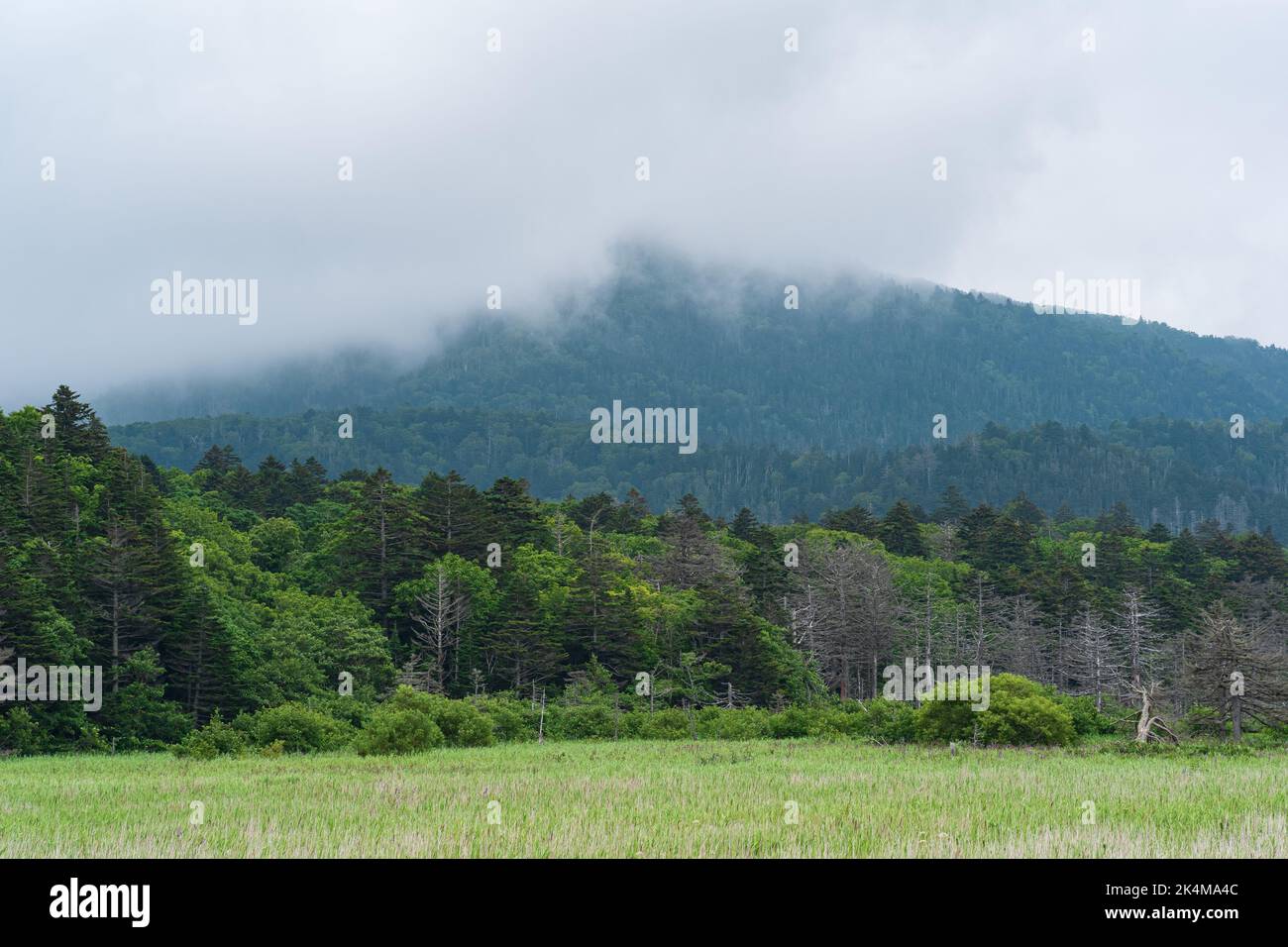 Neblige Naturlandschaft mit wilder Wiese und bewaldeten Bergen teilweise durch Wolkendecke verdeckt Stockfoto