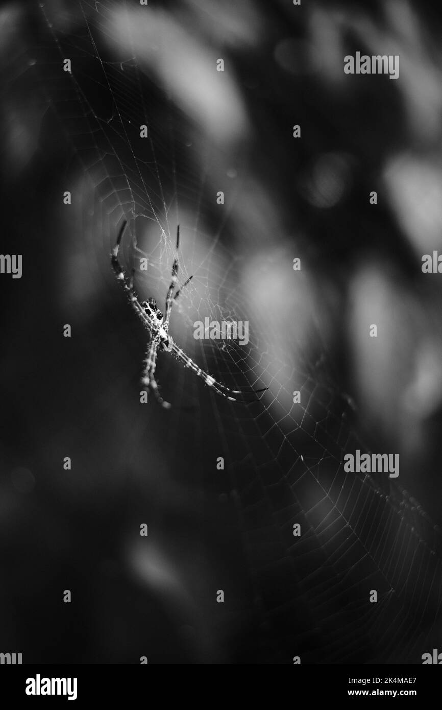 Schwarz-Weiß-Foto einer Spinne in der Mitte eines Netzes in der Cikancung-Region - Indonesien Stockfoto
