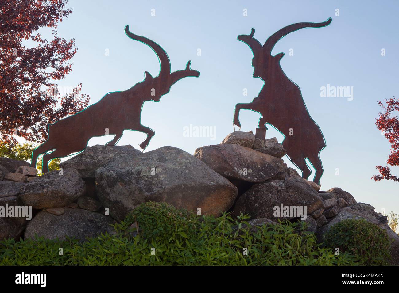 Spanischer Wildziegenroundabout in Losar de la Vera, Caceres, Extremadura, Spanien. Stockfoto