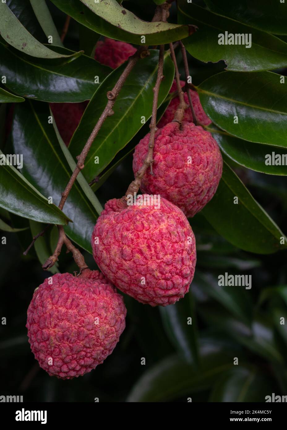 Nahaufnahme der leckeren süßen und saftigen Litschi-Frucht alias litchi chinensis auf einem Baum Zweig erwartet Ernte in der natürlichen Umgebung, Thailand Stockfoto