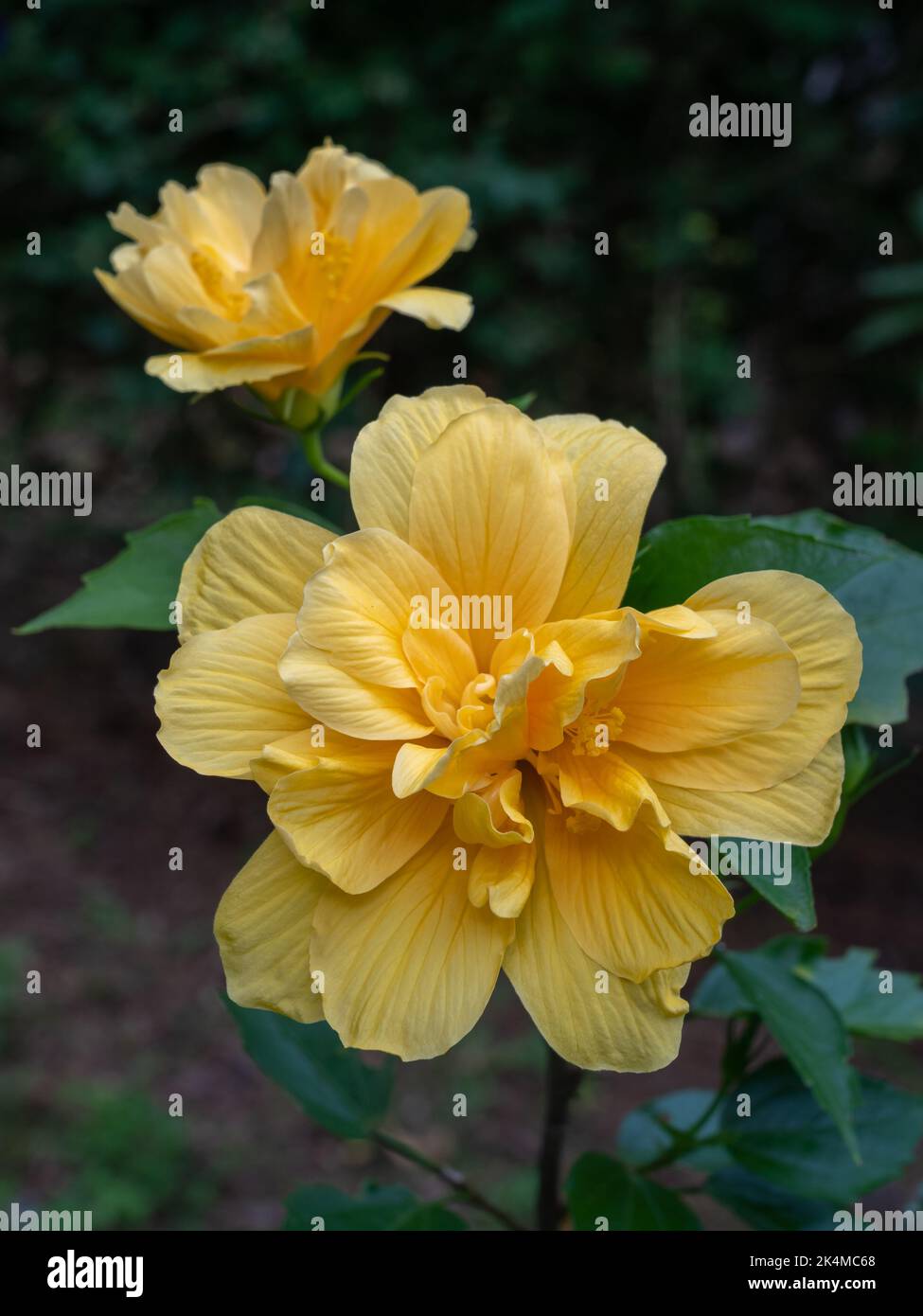 Nahaufnahme der leuchtend goldgelben Doppel-Hibiskus rosa sinensis-Blüten, die im Garten auf dunklem, natürlichem Hintergrund blühen Stockfoto
