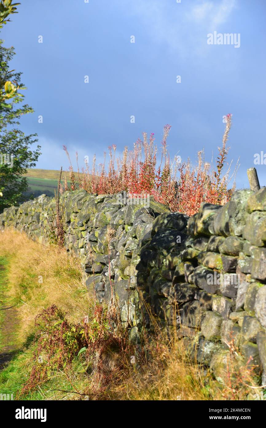 Willowherb, Colden Clough, Calderdale Way, West Yorkshire Stockfoto