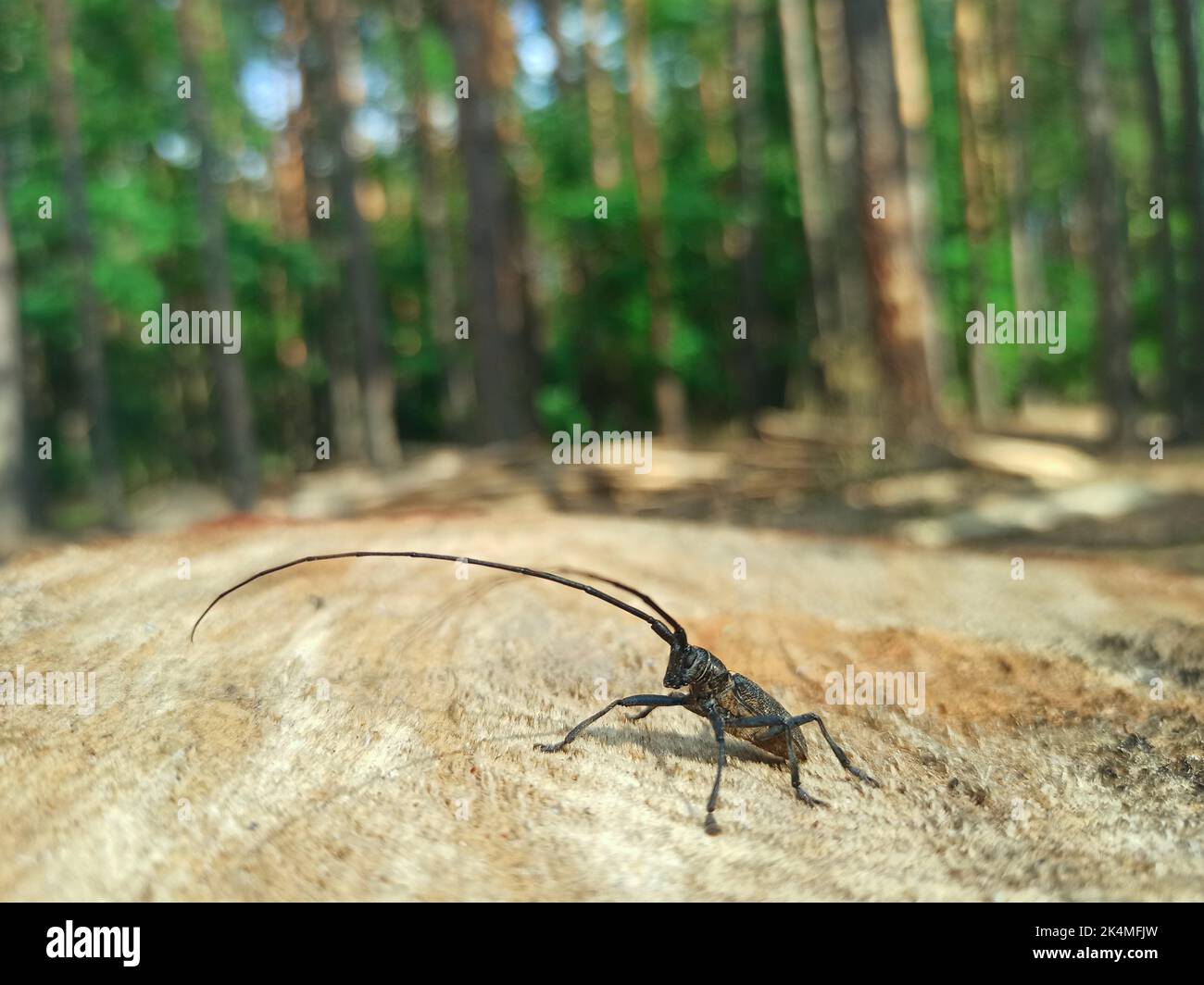 Longhorn-Käfer, der auf einer hölzernen Oberfläche steht. Insekt mit langen Schnurrhaaren. Cerambycida. Schwarzer langhörniger Käfer. longicorns-Insekt. Beetle Holzfäller in Stockfoto