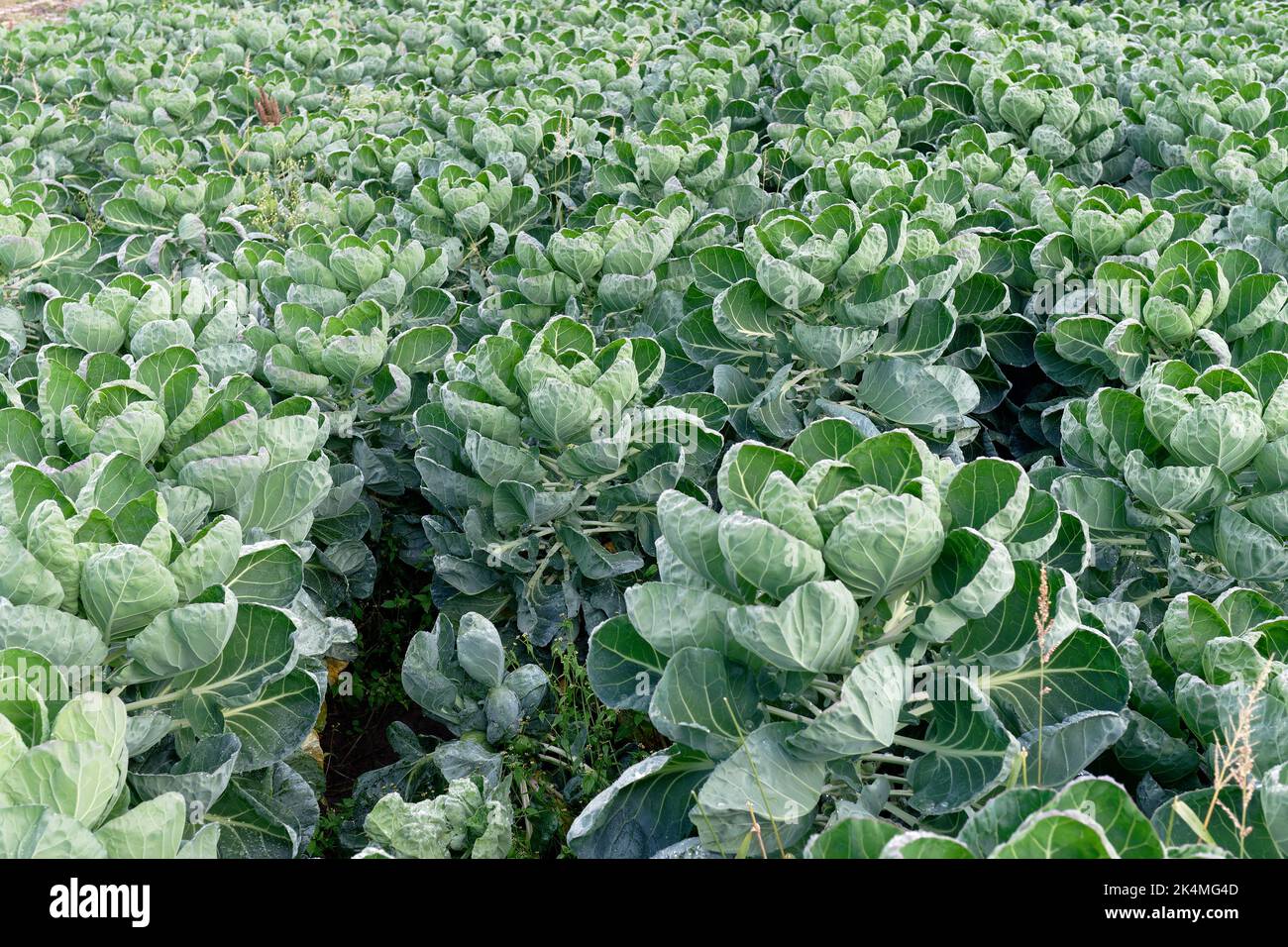 Landwirtschaft, Lebensmittelproduktion von Gemüse: Feld mit Reihen von Kohl Stockfoto