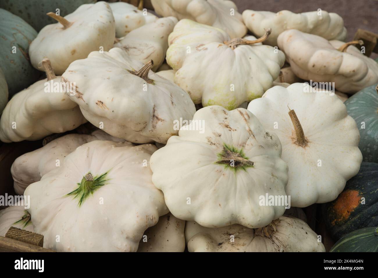 Ein Haufen weißer Jakobsmuscheln zerquetscht Stockfoto