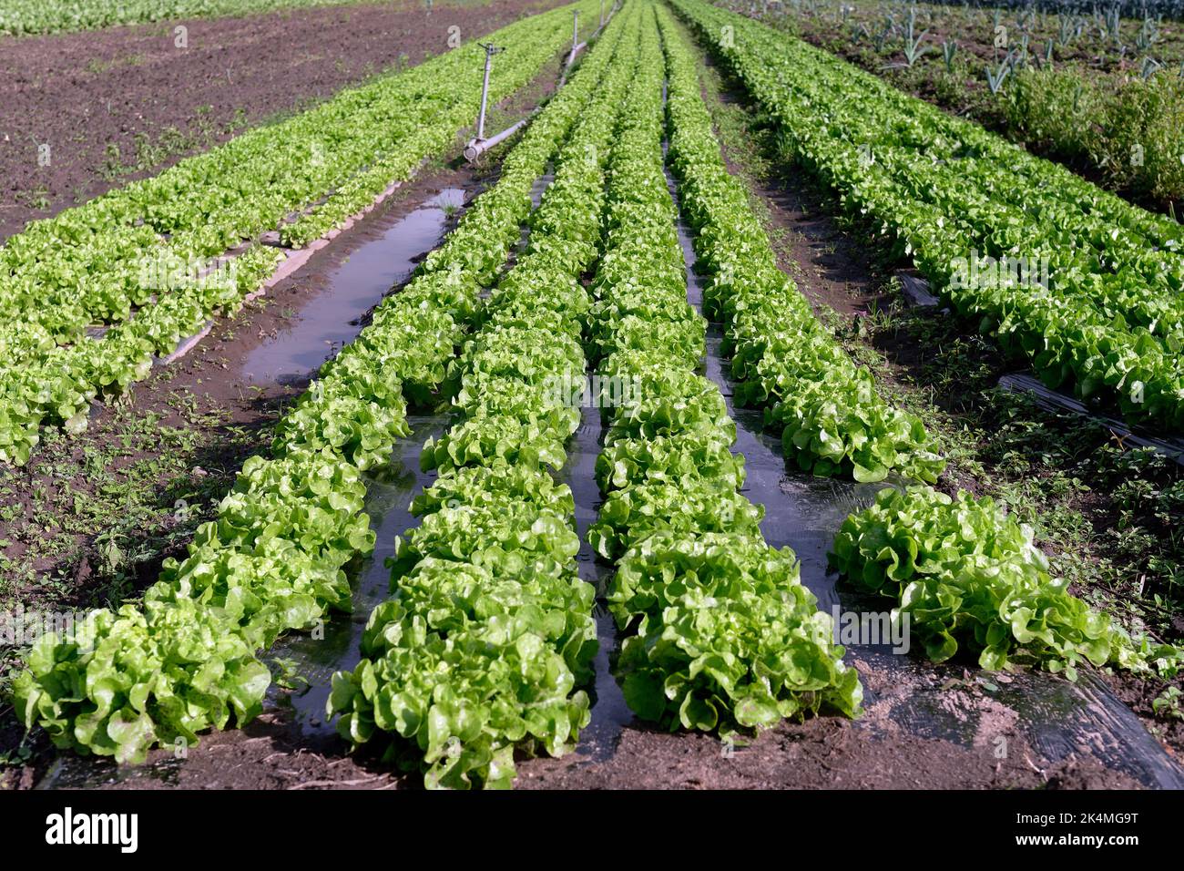Landwirtschaft, Lebensmittelproduktion von Gemüse: Feld mit Reihen von Salatpflanzen Stockfoto