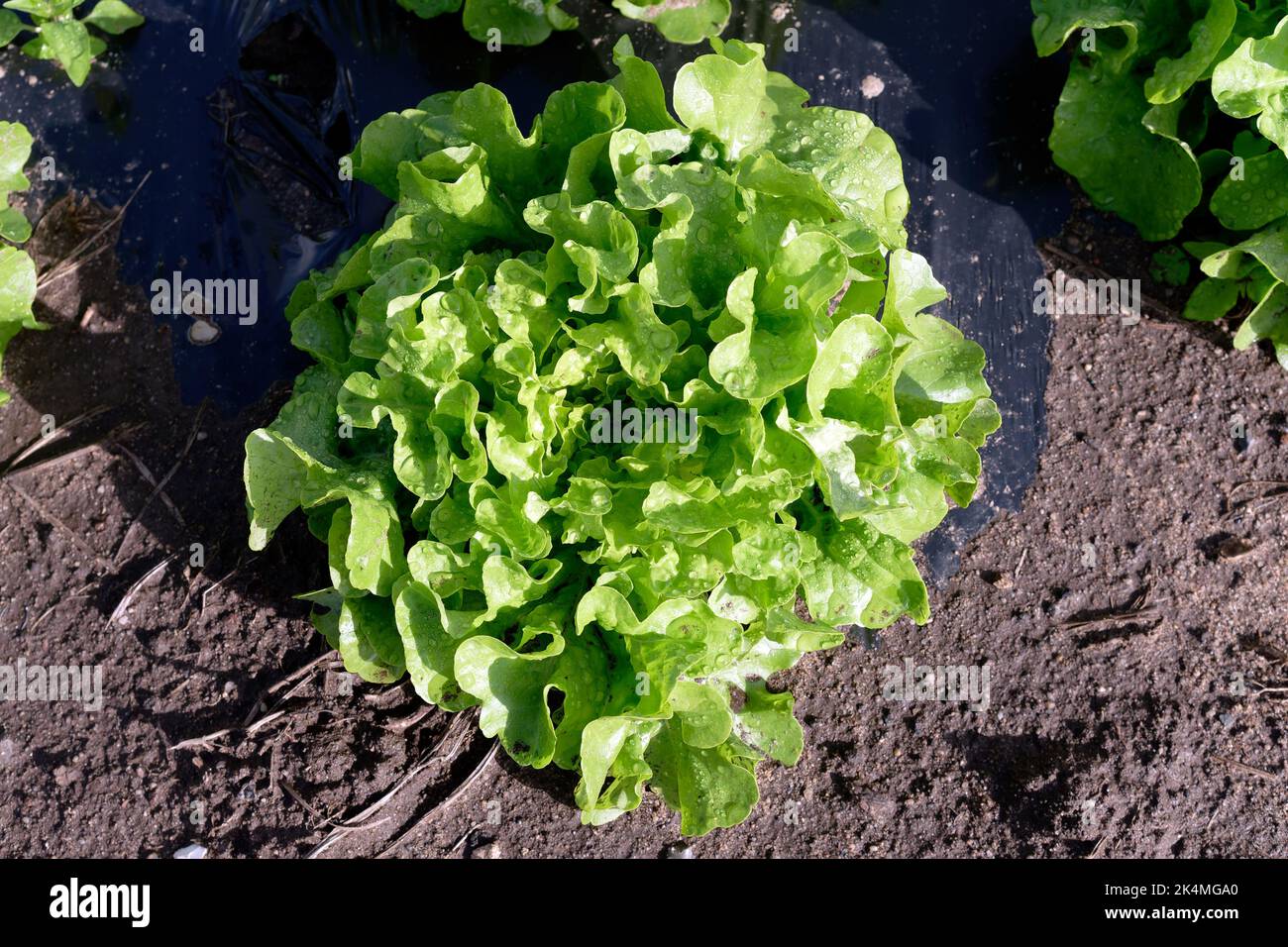 Landwirtschaft, Lebensmittelproduktion von Gemüse: Nahaufnahme eines einzelnen Kopfsalat Stockfoto