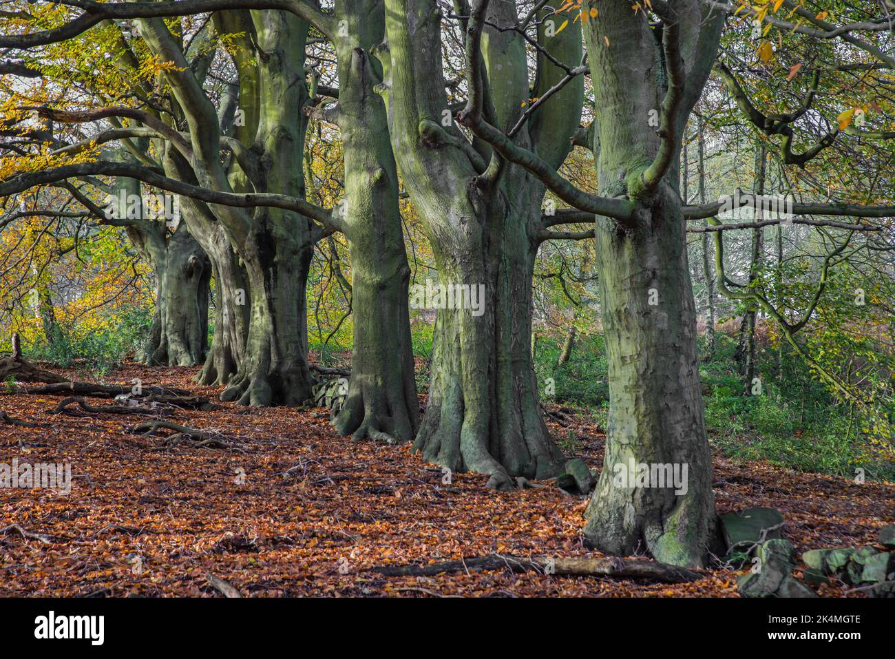 Eine Reihe von gewöhnlichen Buchen (fagus sylvatica) im Herbst Stockfoto