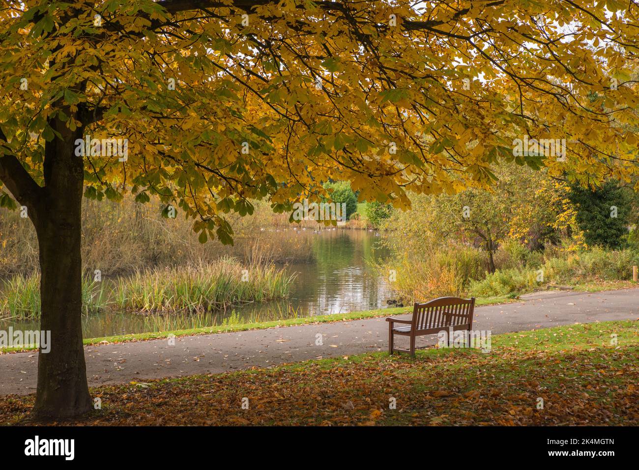 Eine Holzbank im Schatten eines Kastanienbaums (Aesculus hippocastanum), Whitworth Park, Daley Dale, Matlock, Derbyshire, England Stockfoto