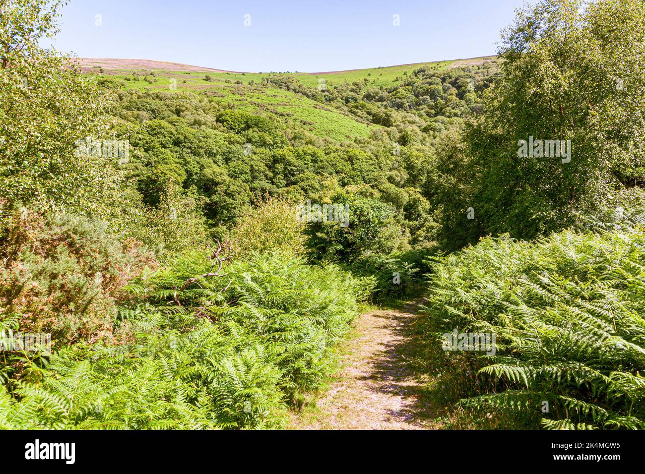 Ein öffentlicher Fußweg an der Seite des Cloutsham Ball im Exmoor National Park in Cloutsham, Somerset, Großbritannien Stockfoto