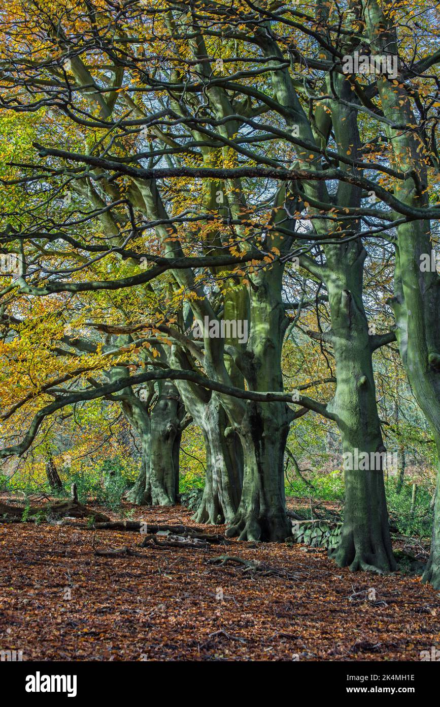 Gewöhnliche Buchen (fagus sylvatica) im Herbst Stockfoto