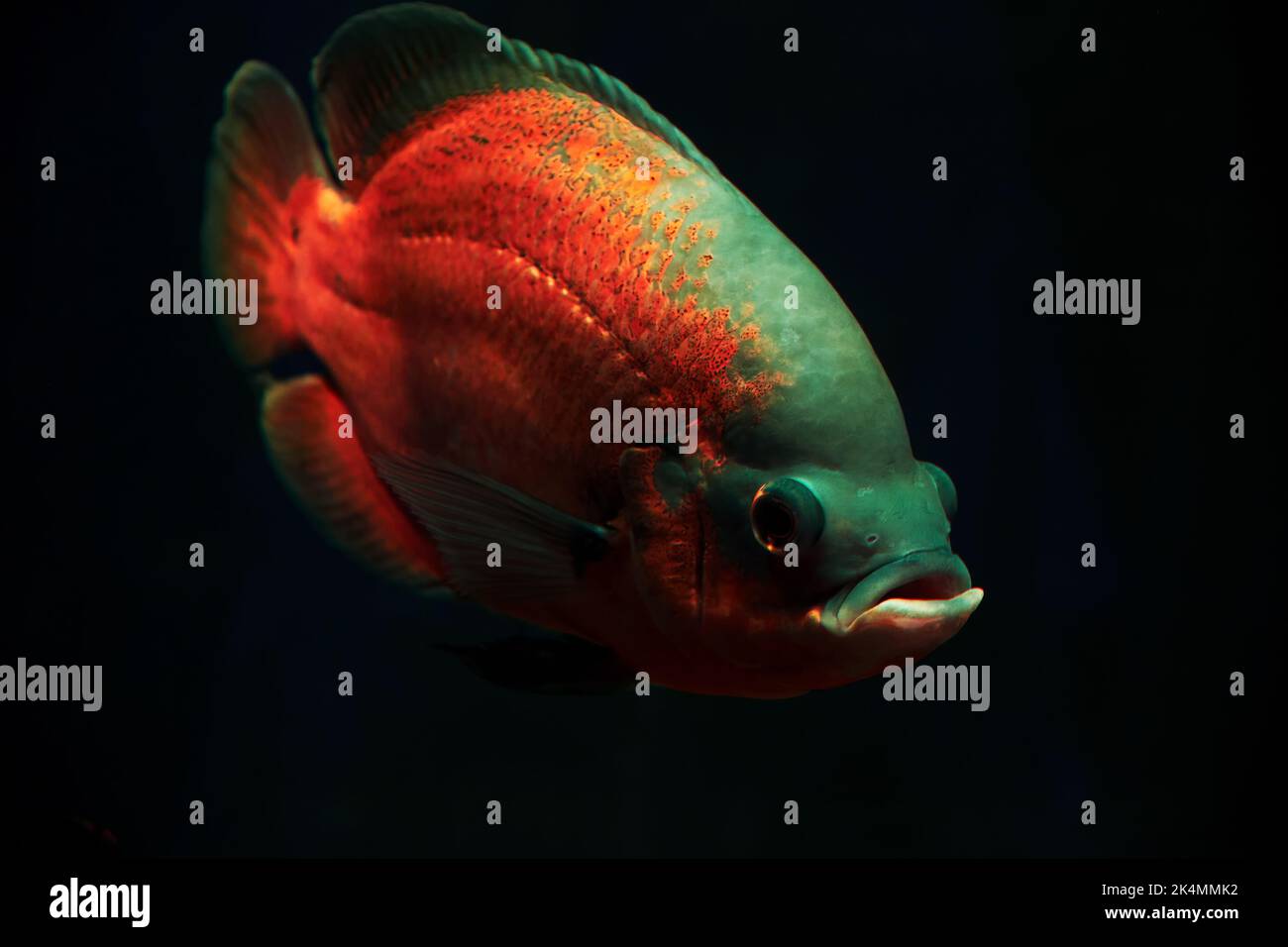 Leuchtend rote Astronotus Fische tief im dunklen Meerwasser. Neonlichter. Tiere in freier Wildbahn Stockfoto