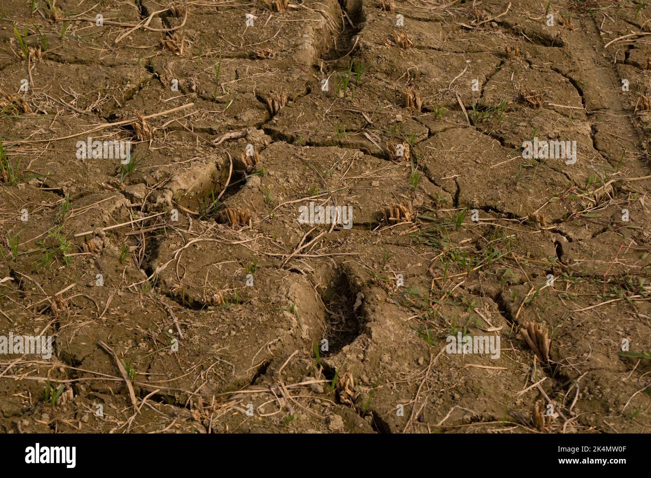 Boden, auch Erde oder Schmutz genannt, ist eine Mischung aus organischen Stoffen, Mineralien, Gasen, Flüssigkeiten und Organismen, die zusammen das Leben unterstützen. Stockfoto