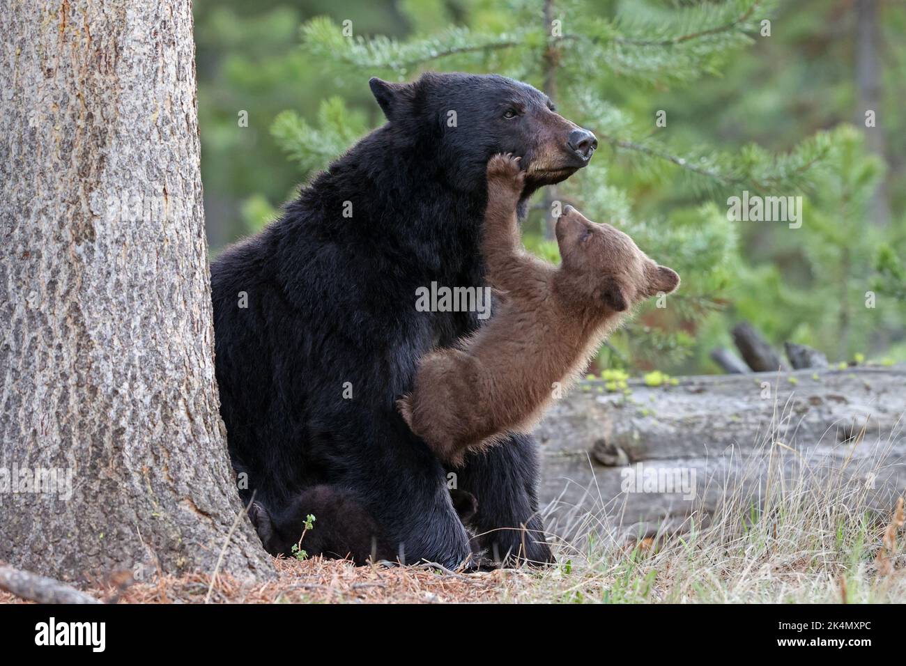 Schwarzer Bär Sau und Jungtier Stockfoto